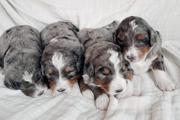 Wonderful Blue Merle's