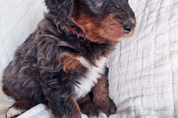 Sable Markings
