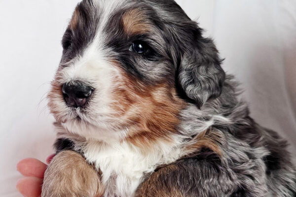 Blue Merle