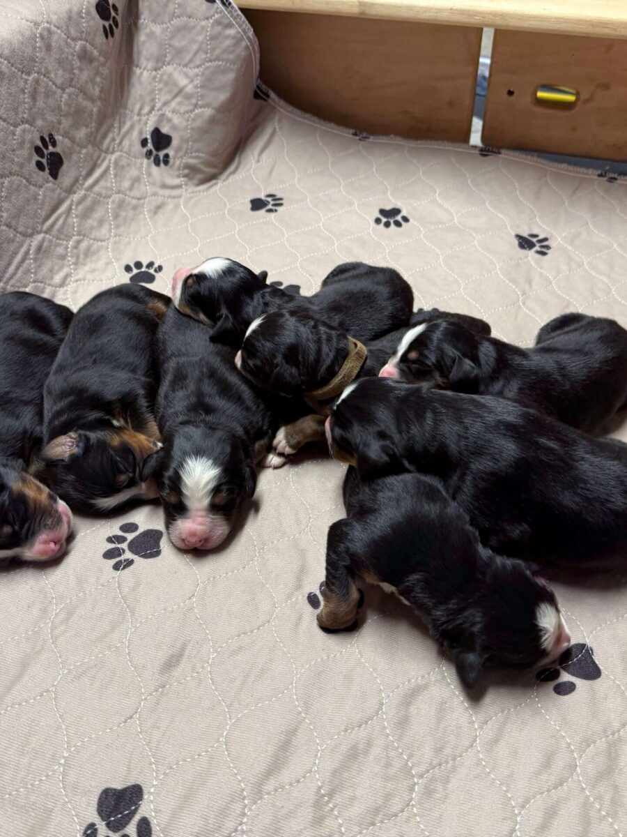 Current Litter at 3 days old