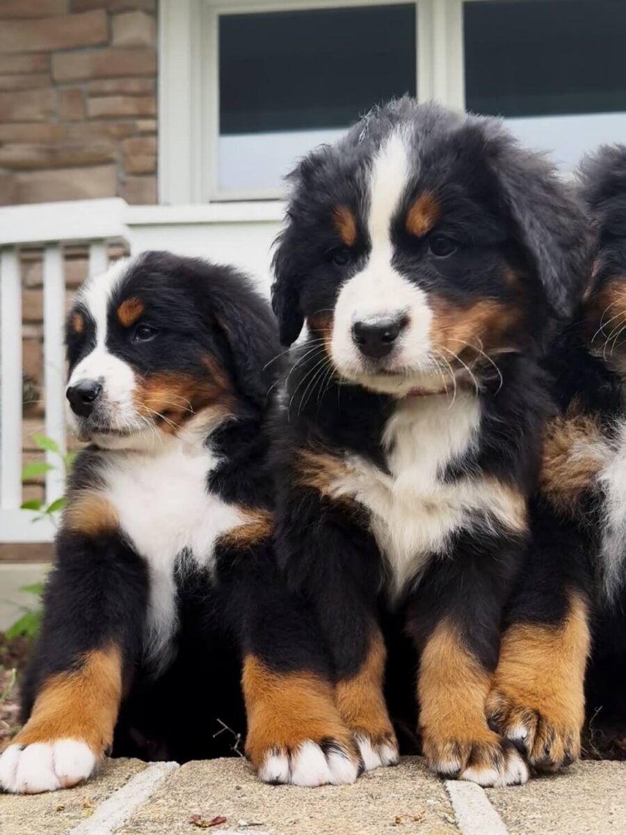 Puppies From last litter.