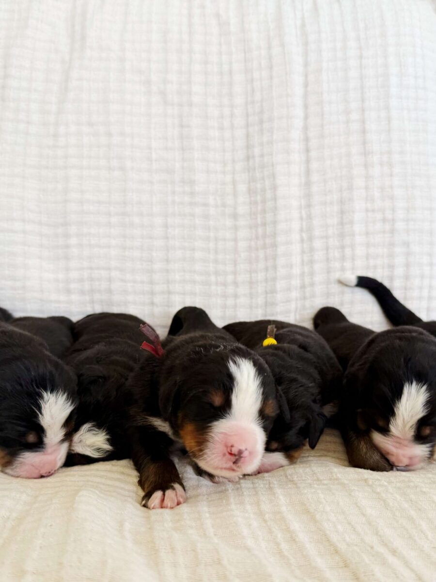 4 days old and so cute!