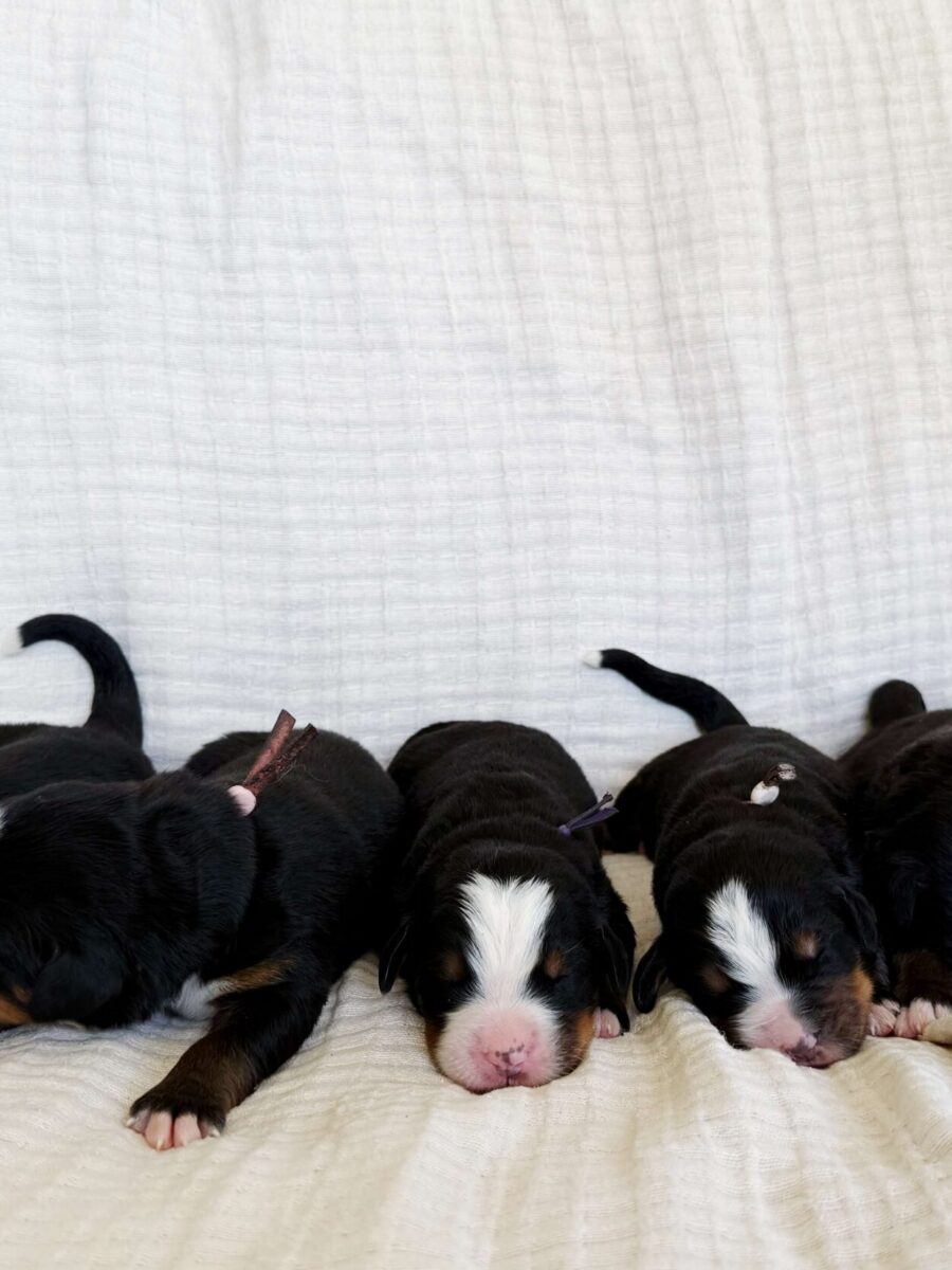 Baker's Dozen Litter