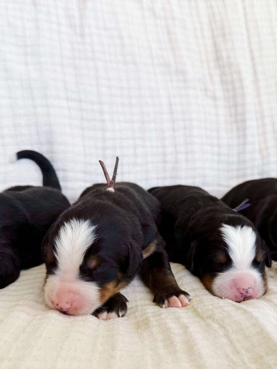 Puppy2